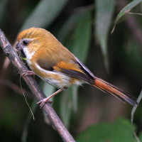 Golden Parrotbill